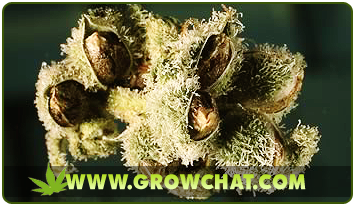 Buy marijuana seeds | amsterdam marijuana seed bank