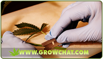 Indispensable Steps on How to Clone Marijuana Plants