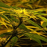 Strains.php Marijuana Strain Reviews - Growing Strains.php Cannabis